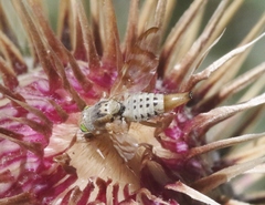 Terellia occidentalis