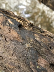 Dolomedes