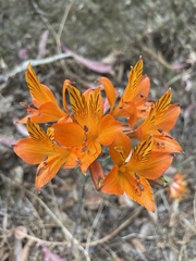 Alstroemeria ligtu simsii