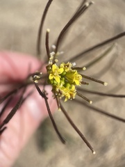 Sisymbrium altissimum