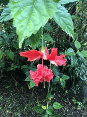 Hibiscus rosa-sinensis