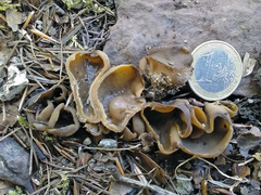 Otidea alutacea