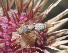 Terellia occidentalis