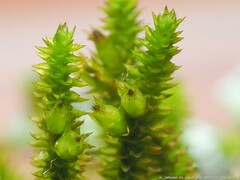 Cryphaea nervosa