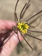 Sisymbrium altissimum