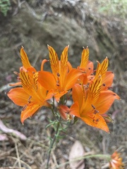Alstroemeria ligtu simsii