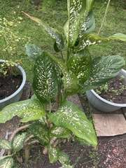Dieffenbachia
