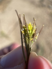 Sisymbrium altissimum