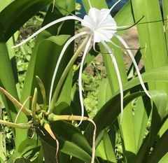 Hymenocallis