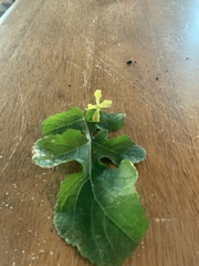 Raphanus raphanistrum