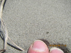 Anoteropsis litoralis