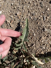 Sisymbrium altissimum