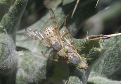 Terellia occidentalis