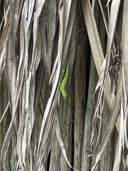 Anolis callainus
