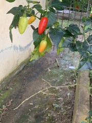 Capsicum annuum