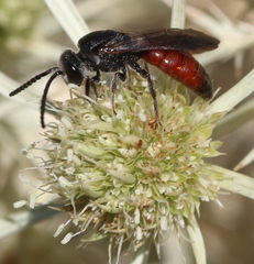 Sphecodes