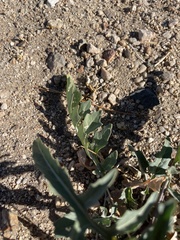 Sisymbrium altissimum