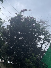 Bougainvillea glabra