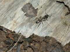 Odontomachus haematodus