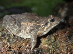Discoglossus galganoi