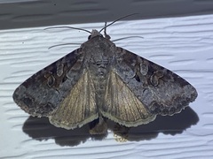 Trichordestra legitima