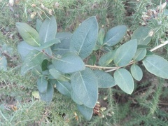 Lonicera periclymenum