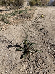 Sisymbrium altissimum