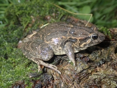 Discoglossus galganoi