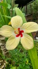 Hibiscus rosa-sinensis