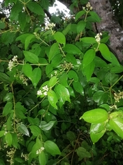 Viburnum erosum