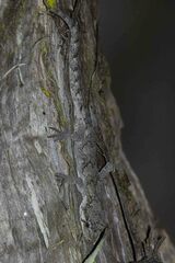 Mokopirirakau granulatus