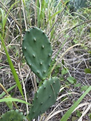 Opuntia austrina