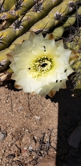 Trichocereus chiloensis