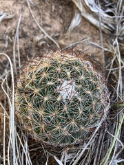 Pediocactus simpsonii