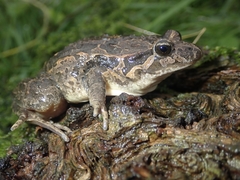 Discoglossus galganoi