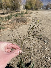 Sisymbrium altissimum