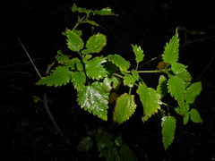 Urtica dioica