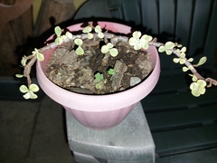 Portulacaria