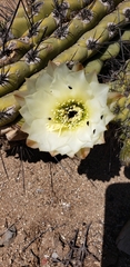 Trichocereus chiloensis