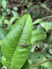 Ectatomminae