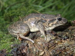 Discoglossus galganoi