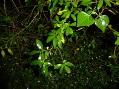 Ligustrum