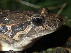 Discoglossus galganoi