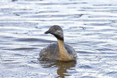 Poliocephalus poliocephalus