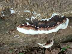 Heterobasidion annosum