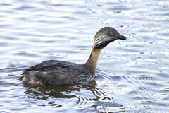 Poliocephalus poliocephalus