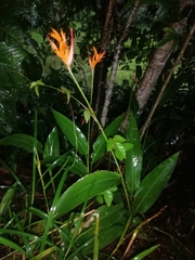 Heliconia psittacorum
