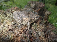 Discoglossus galganoi