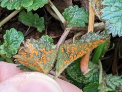 Phragmidium mexicanum