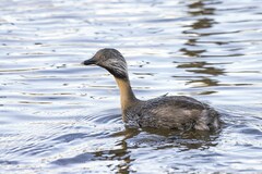 Poliocephalus poliocephalus